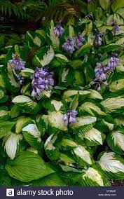 Check spelling or type a new query. Hosta Green White Variegated Leaves Foliage Purple Flower Flowers Flowering Mix Mixed Colour Colors Colourful Fatsia Dryopteris Stock Photo Alamy