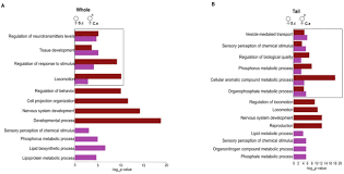 Something that is a combination of diverse elements. Comparative Transcriptomics Of Heads And Tails Between Steinernema Carpocapsae And Caenorhabditis Elegans Biorxiv