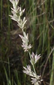 Image result for Eragrostis gangetica