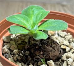 Image result for Aeollanthus subacaulis