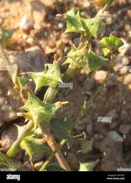 Image result for Oxygonum