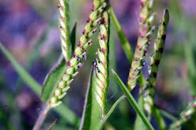 Image result for Urochloa panicoides