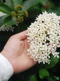 Image result for Ixora seretii