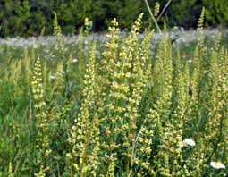 Image result for Resedaceae