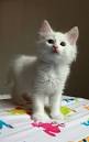 Turkish Angora Cat Breed Profile | Petfinder