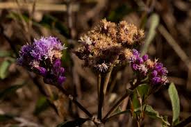 Image result for Bothriocline longipes