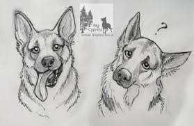 Why Do German Shepherds Tilt Their Head Wag Dog Drawing Animal Drawings Animal Sketches
