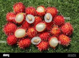 Frutas De Una Sola Semilla Fotos E Imagenes De Stock Alamy