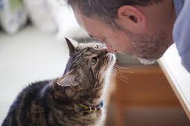 Do Cats Remember Their Owners After Years Cuteness