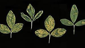 Image result for Alfalfa mosaic virus