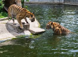 Tigers Are The Largest Members Of The Cat Family Tigers Enjoying A Bath Unlike Most Members Of The Cat Family Tigers Like Water Cat Family Tiger Animals