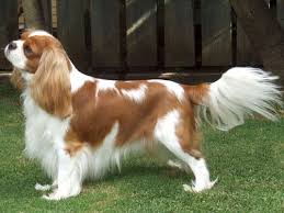 Cavalier King Charles Elityavru Com