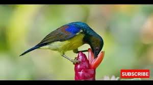 Burung gerja juga dikenal dengan nama burung pingai yang merupakan jenis burung pipit dari famili passeridae. Prit Gantil Mp3 Storymusik