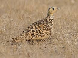 Image result for Cenchrus trisetus