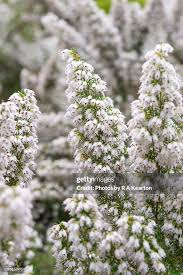 Image result for Erica arborea