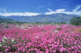A desert bloom is a climatic phenomenon that occurs in various deserts around the world. Wildflowers Bloom In The Spring Picture Of Palm Springs Greater Palm Springs Tripadvisor