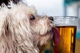 Can Dogs Drink Beer What Happens When Your Dog Gets Alcohol Poisoning Daily Paws