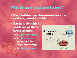 A phosphate, an enzyme, and a nitrogenous base Part Iii Nucleic Acids Ppt Download