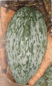 Image result for Habenaria arenaria