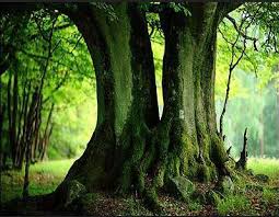 Check spelling or type a new query. Memory Tree Legacytrees