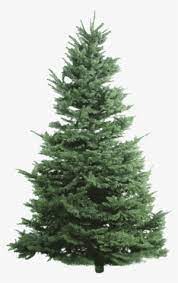 You can download and print the best transparent christmas tree png collection for free. Nobel Fir Undecorated Christmas Tree Png Png Image Transparent Png Free Download On Seekpng