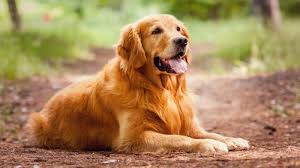 Foto 1 El Top 10 De Las Razas De Perros Mas Bellas Del Mundo Diario El Heraldo Ver mas ideas sobre perros bonitos, perros, perros lindos. el top 10 de las razas de perros mas