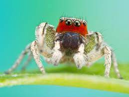 Sometimes the spiders lure their victims by vibrating the web to mimic the 12) portia spiders are the only known animal to a use the weather to disguise themselves. Inside The Lab Where Spiders Put On Face Paint And Fake Eyelashes And Termites Wear Capes Wired