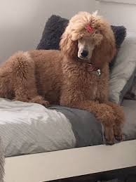 It applies to standard poodles and not just the puppies. Apricot Standard Poodle 6 Months Frankie Dog Breeds Popular Dog Breeds Poodle