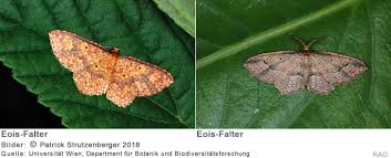 Check spelling or type a new query. Raonline Edu Biologie Tierwelt Schmetterlinge Nachtfalter Gattung Eois Aus Der Familie Der Spanner In Sudmaerika