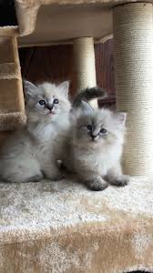 Some breeds of cat produce fewer symptoms because the cat fortunately, we have the answers. Winterbrook Siberians Kansas Kittens For Sale Sweetie Kitty 2021