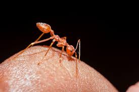 Image result for Fire Ant Sting