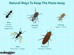 Sexton beetle, yellowjacket, homet, horsefly, bumblebee, oriental cockroach, peppered moth, giant water bug (with egss) cockchafer. Natural Ways To Get Rid Of Insects In Your Home