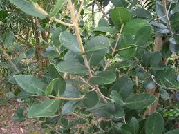 Image result for Chionanthus foveolatus