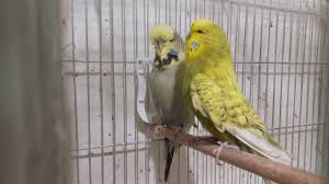 Muhabbet Kusu Garanti Yavru Alma 2019 Ayirma Sistemi Budgerigar Youtube