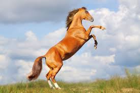 Beautiful Black And Brown Horse Free Wild Horse Brown Horses Can Be Various Shades From Light Brown To Almost Completely Black Horses Horse Behavior Most Beautiful Horses