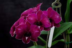 Red Dragon Orchid Care Dendrobium Red Dragon And Airy Peach Orchid Flower Orchid Care Orchids