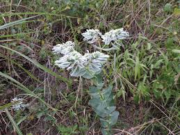 Image result for Euphorbia depauperata