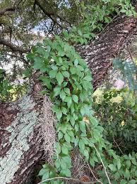 Image result for Parthenocissus