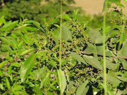 Rhamnus Triquetra Efloraofindia Rhamnus triquetra (wall.) brandis, for. rhamnus triquetra efloraofindia