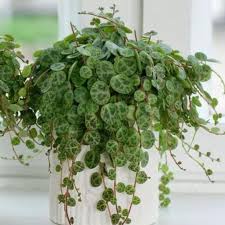 Image result for Tragia prostrata