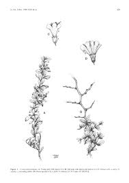 Image result for Lycium mascarenense