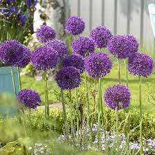 Tall Allium Bulbs Purple Sensation Fall Flower Bulbs Eden Brothers Purple Flowering Plants Bulb Flowers Perennial Bulbs