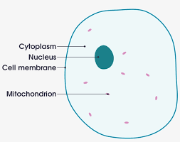 Cell membrane golgi apparatus rough endoplasmic reticulum. Open Animal Cell Diagram Labeled Simple 2000x1535 Png Download Pngkit