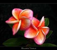 Pin On Flowers