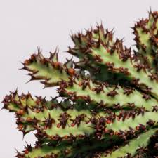 Image result for Euphorbia fanshawei