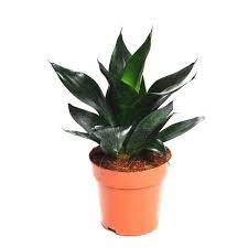 Maybe you would like to learn more about one of these? Buy Sansevieria Black Dragon Snake Plant Online At Plantsguru Com
