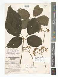 Image result for Vitex fischeri