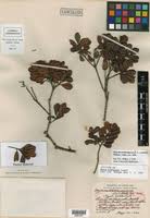 Image result for Myrica chimanimaniana