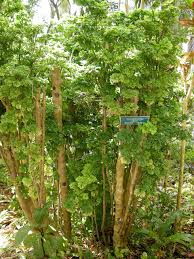 Image result for Polyscias kivuensis