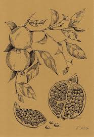 Pomegranate Plants Fruit Original Art Quick Sketch Drawing Pen Black Pen Plant Sketches Fruits Drawing Fruit Sketch